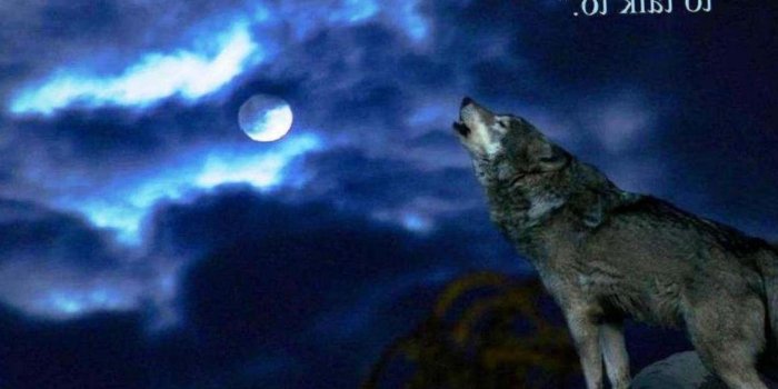 1697x1015 Wild Animal Wallpapers, Animal Kingdom, Desktop Images, Animal World