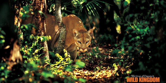 1920x1080 1920*1080 Wild Kingdom - Stunning Wildlife Animal Shots 第15 Desktop