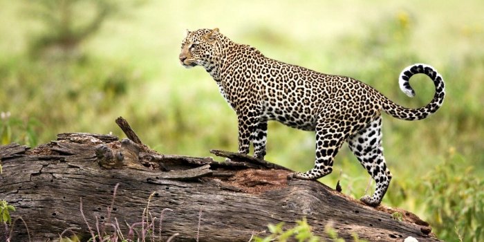 1920x1200 40+ Wild Animal Desktop Wallpapers - Download at WallpaperBro