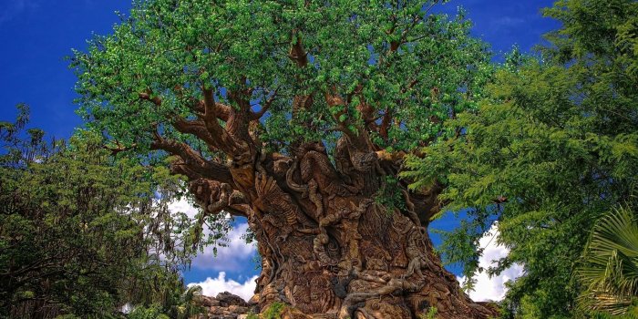 1920x1080 Disney's Animal Kingdom Wallpapers