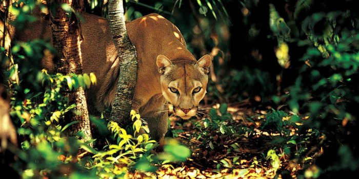 1280x1024 1280*1024 Wild Kingdom - Stunning Wildlife Animal Shots 第15 Desktop