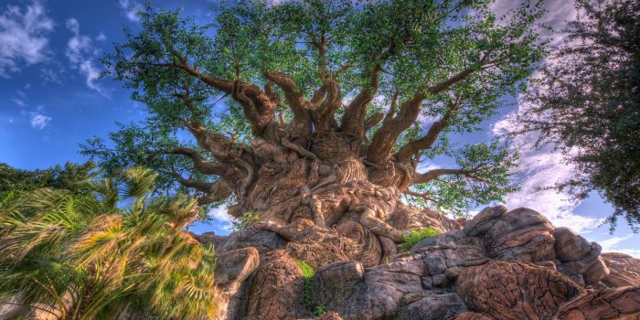 1920x1200 Tree of Life HD Wallpaper | Background Image | 1920x1200 | ID:285570