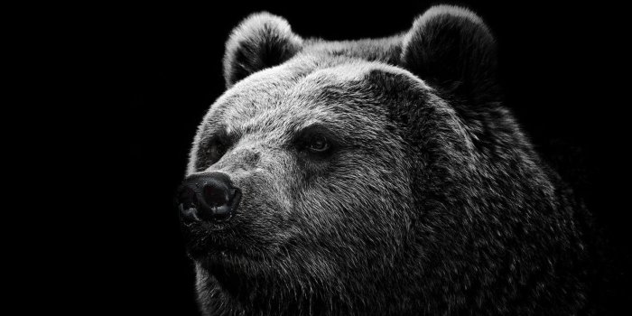 1920x1080 Grizzly Bear Wallpapers 1080p #39Z7YU9 - 4USkY