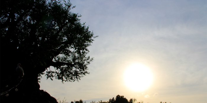 2560x1440 2018, HDQ Tree Of Life Desktop Wallpaper