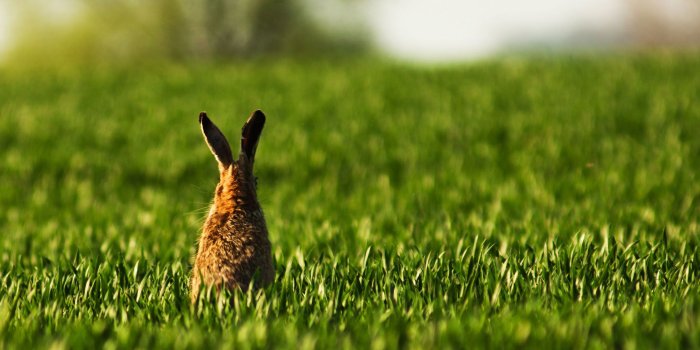 2262x1504 Animal Planet Wallpaper (65+ images)