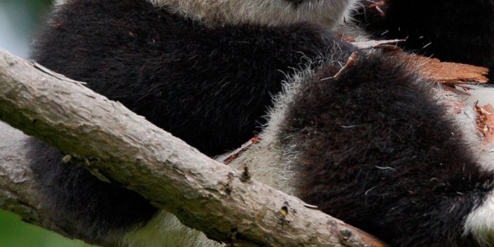 1080x1920 Cute panda play in the tree 1080x1920 iPhone 8/7/6/6S Plus wallpaper