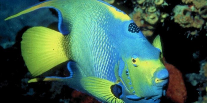 1024x768 fish! - The Animal Kingdom Wallpaper (251161) - Fanpop