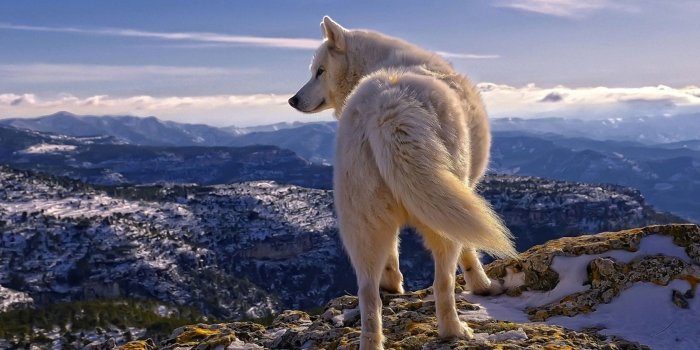 1697x1015 Animal Kingdom, Animal Planet, Cute Animals, Animal - Wolf Nature