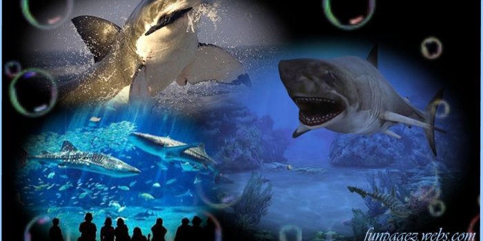 1200x750 The Animal Kingdom, Wild and Tame Wallpapers, FREE Desktop