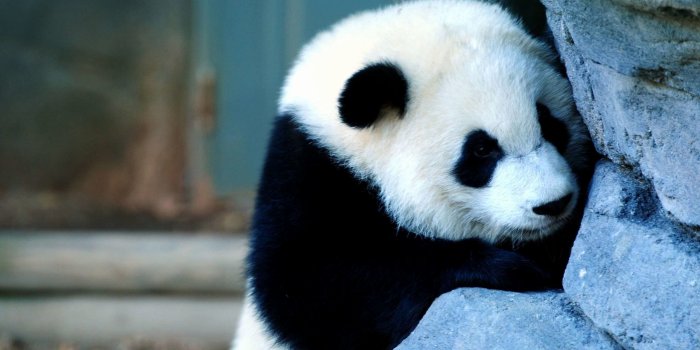 2560x1600 Baby Panda Wallpapers - Top Free Baby Panda Backgrounds