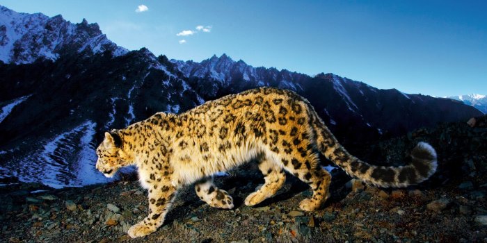 2560x1600 Snow Leopard Desktop Pictures | Animals | Snow leopard wallpaper