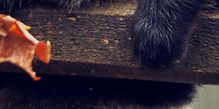 750x1334 750x1334 Cute Panda iPhone 6, iPhone 6S, iPhone 7 HD 4k Wallpapers