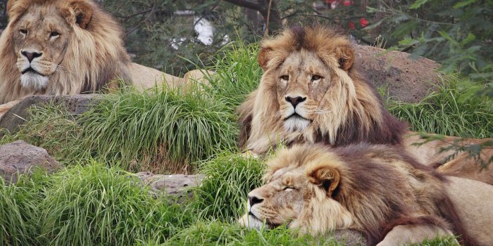 1600x1067 Lion Desktop Wallpaper - Wallpapers Browse