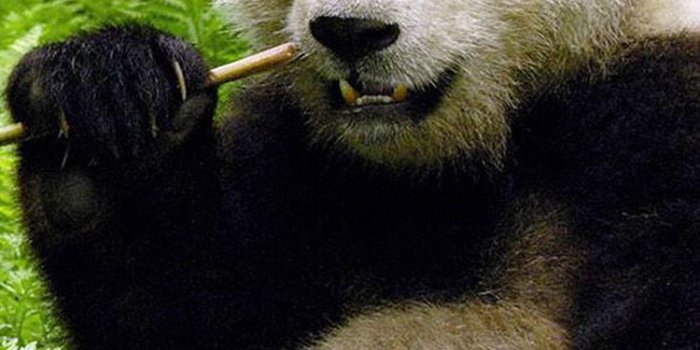 750x1334 49+] Panda iPhone Wallpaper on WallpaperSafari