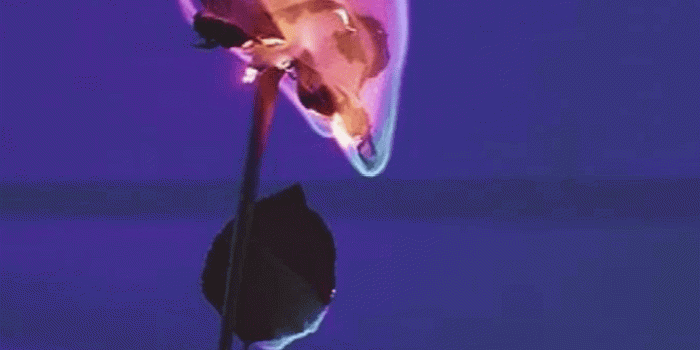 720x1280 Flowers | flowers in 2019 | Aesthetic iphone wallpaper, Purple