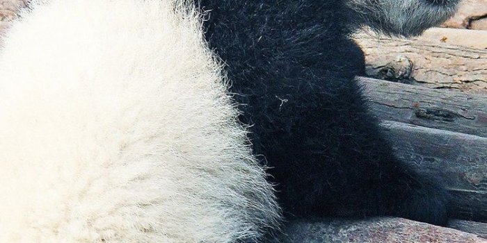 750x1334 Cute panda cub 750x1334 iPhone 8/7/6/6S wallpaper, background