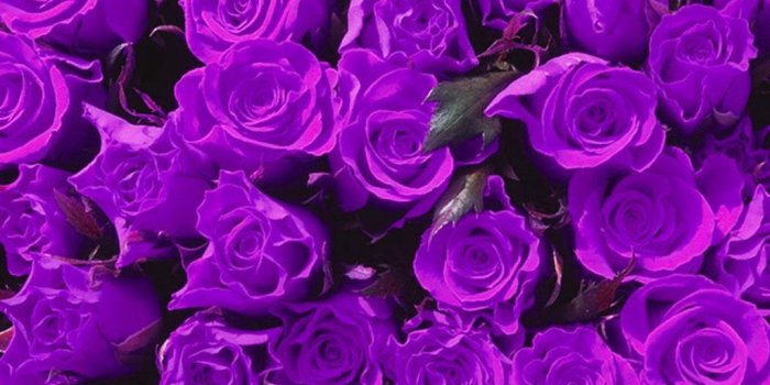 1024x768 45+] Dark Purple Roses Wallpaper on WallpaperSafari
