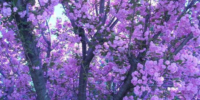 2048x1536 Purple Lean Wallpaper (69+ images)