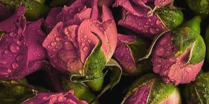 720x1280 Beauty roses | Beautiful roses in 2019 | Flowers, Rose wallpaper