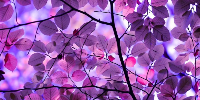 2048x1366 65+ Purple Tree Wallpapers on WallpaperPlay