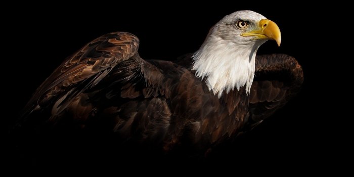 2560x1600 HD wallpaper: brown eagle wallpaper, Harry Potter, Ravenclaw