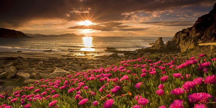 1920x1080 Awesome Pretty Flower Field HD Wallpaper Free Download