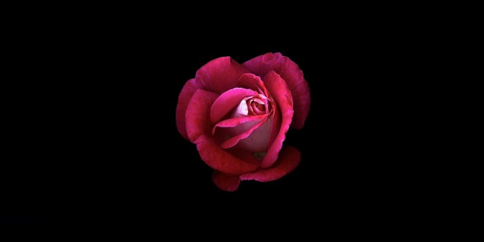 2560x1600 Wallpaper Pink rose, Dark background, HD, Flowers, #929