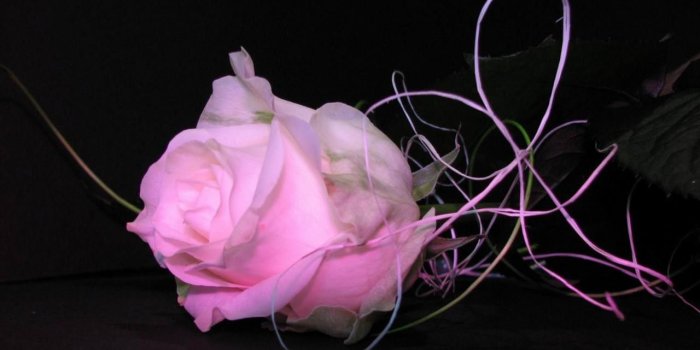 1280x800 45+] Pink and Black Rose Wallpaper on WallpaperSafari