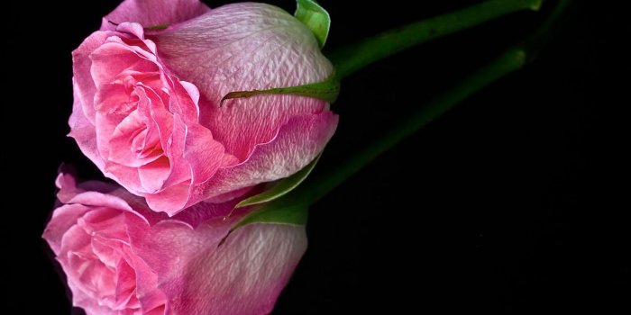 1920x1200 Single Pink Rose Wallpaper Hd - Pink Flower Image In Black