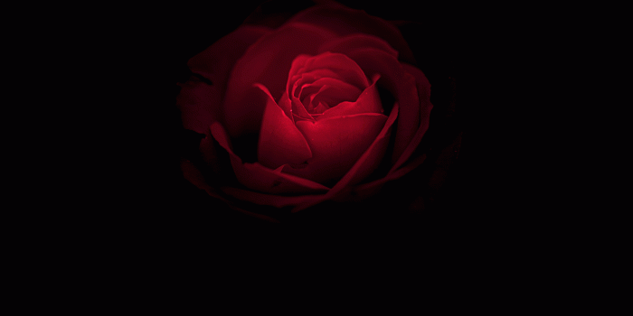 2880x2560 Pink And Black Flower Wallpapers