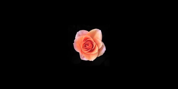 8192x5464 5270754 10825x7220 #flower, #wallpaper, #black background, #layer