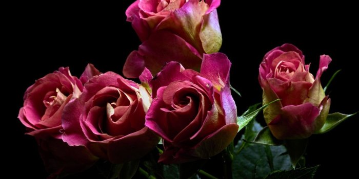 1332x850 Wallpaper leaves, black background, pink roses images for desktop