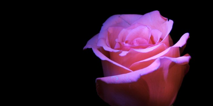 1920x1200 93+] Black Pink Rosé Wallpapers on WallpaperSafari