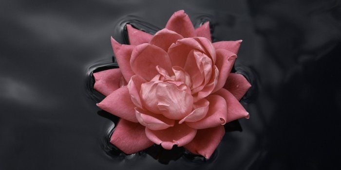 1920x1080 2864503 1920x1080 pink roses water nature macro flowers rose black