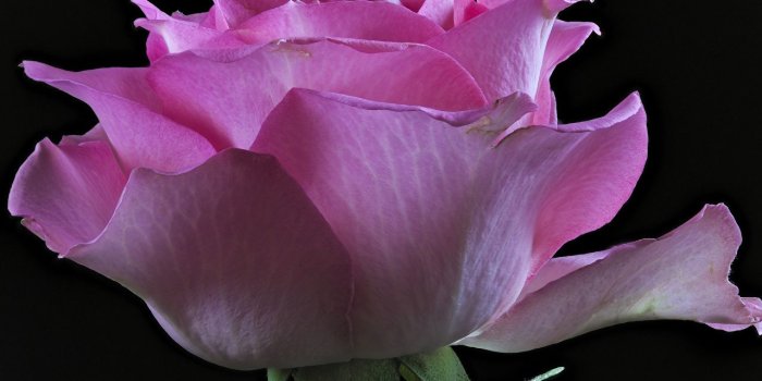 1280x875 Desktop Wallpapers rose Pink color Flowers Closeup Black background