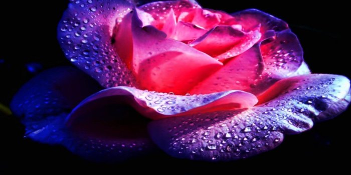 1130x765 Purple and pink rose with water drops on a black background