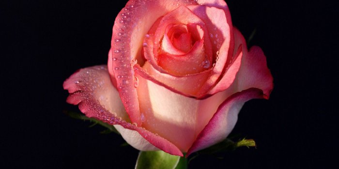 1600x1200 Pink Rose wallpapers | Pink Rose stock photos