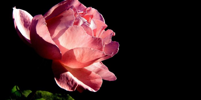 2560x1600 Pink rose [6] wallpaper - Flower wallpapers - #43092