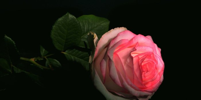 1332x850 Wallpaper rose, black background, pink rose images for desktop
