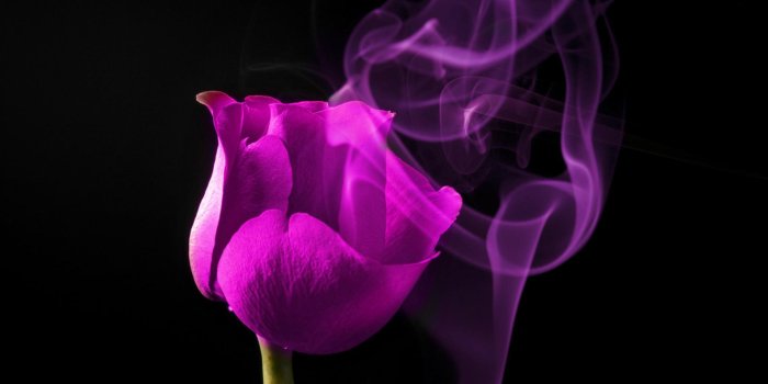 1920x1080 70+ Purple and Black Rose Wallpapers - Download at WallpaperBro