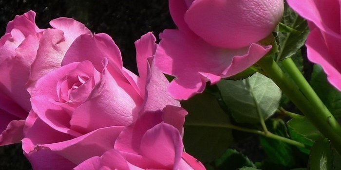 1080x1920 Wallpaper Pink roses, flowers, black background 2880x1800 HD Picture