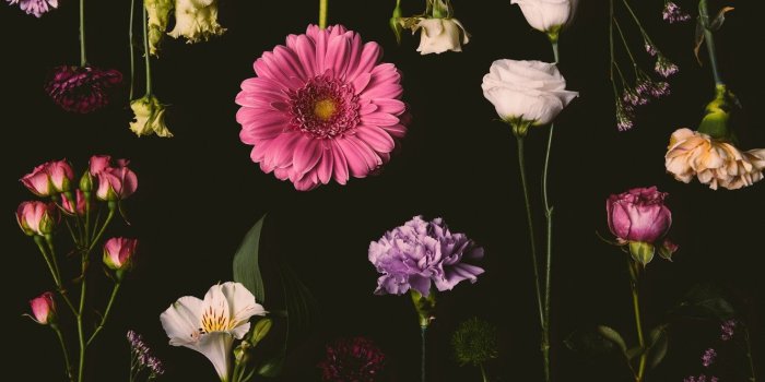 1332x850 Black And Pink Flower Wallpaper | Wallpapers Land