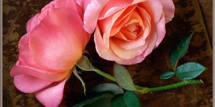 1024x774 Pink Roses Wallpaper