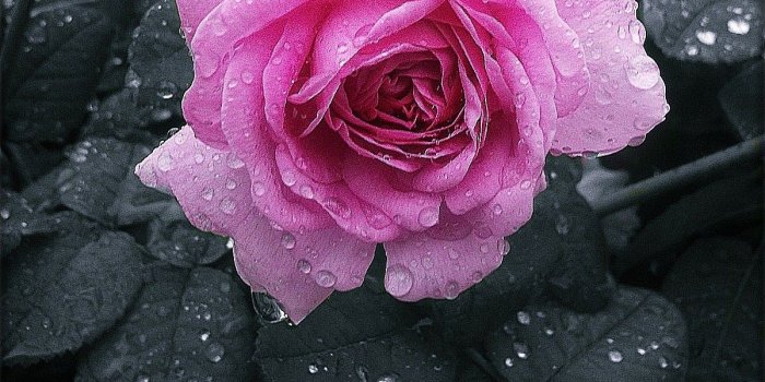 1200x1134 Flowers: Rose Pink Black Petals Drops Flower Hd Image Wallpaper for