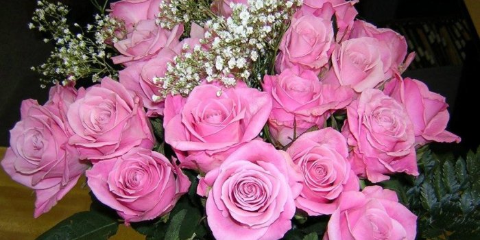 1024x768 Pink Rose Wallpapers Wallpaper 1024x768