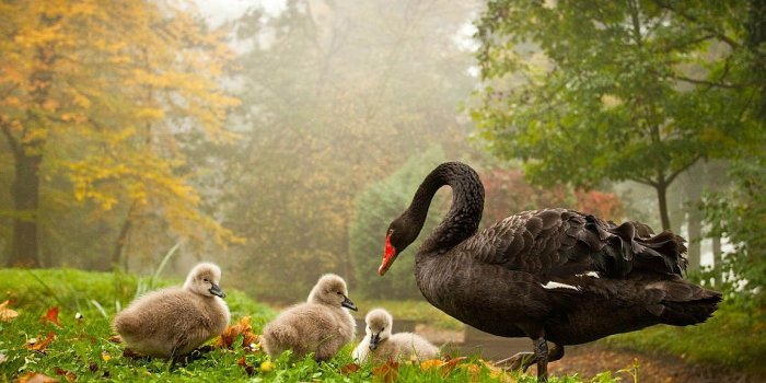 1150x767 Wallpapers For You: 25 Most Beautiful Animals | birds | animals