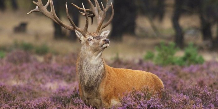 1024x768 images of beautiful animals | Beautiful animal wallpapers HD