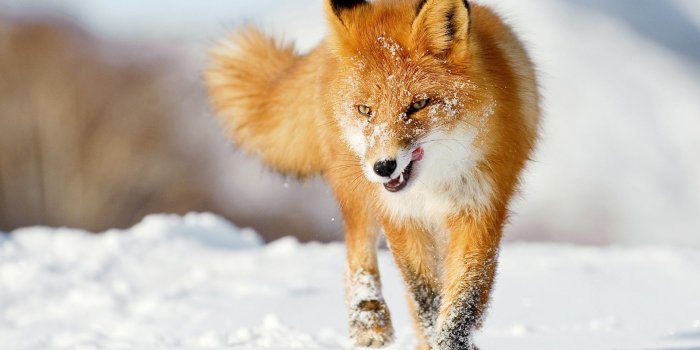 1920x1200 60 Beautiful and Cute Animal Wallpapers