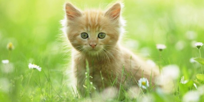 1280x800 60+ Most Beautiful Animal Wallpapers - Download at WallpaperBro