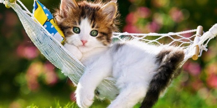 1280x1024 Free download Beautiful Animal Wallpapers [1280x1024] for your